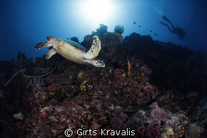 Turtle and diver by Girts Kravalis 